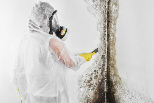 Best Professional Mold Removal  in Blue Ridge, TX