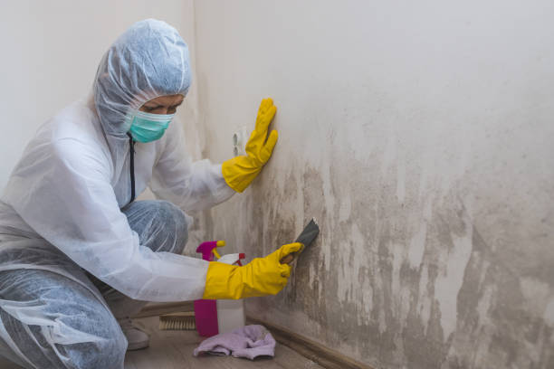 Best Mold Cleaning Services  in Blue Ridge, TX