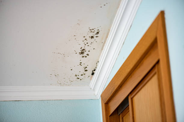 Best Office Mold Removal Services  in Blue Ridge, TX