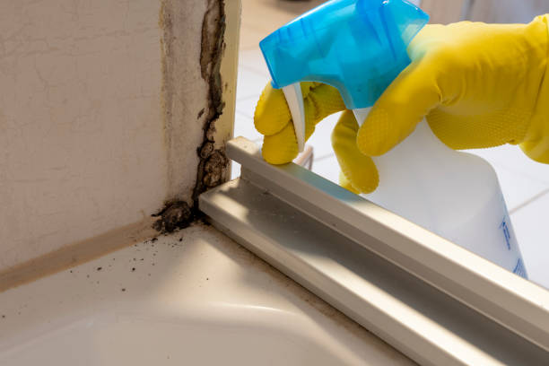 Trusted Blue Ridge, TX Mold Removal Experts