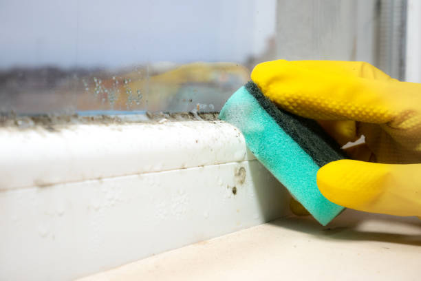 Best Affordable Mold Removal  in Blue Ridge, TX