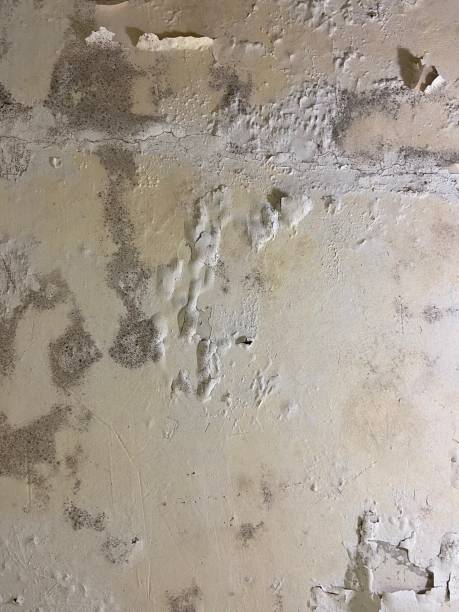 Best Toxic Mold Removal  in Blue Ridge, TX