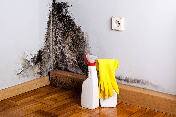 Best Attic Mold Removal  in Blue Ridge, TX