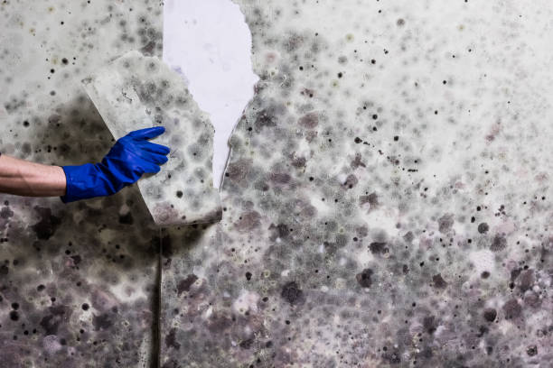 Best Mold Damage Repair  in Blue Ridge, TX