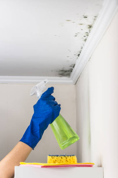 Attic Mold Removal in Blue Ridge, TX
